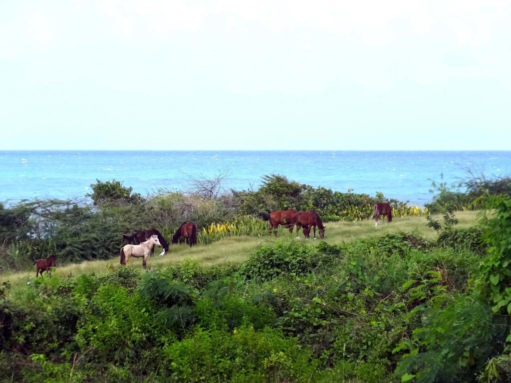 Willa Tranquility By The Sea Vieques Pokój zdjęcie